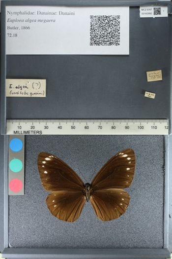 Media type: image;   Entomology 160992